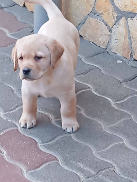 Labrador retriever