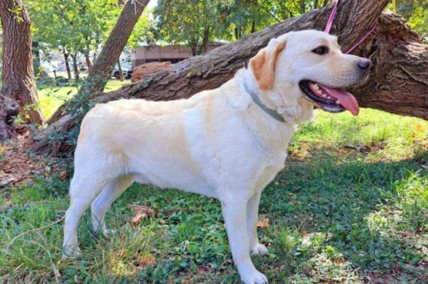 Labrador retriever jelleg Alex gazdt keres