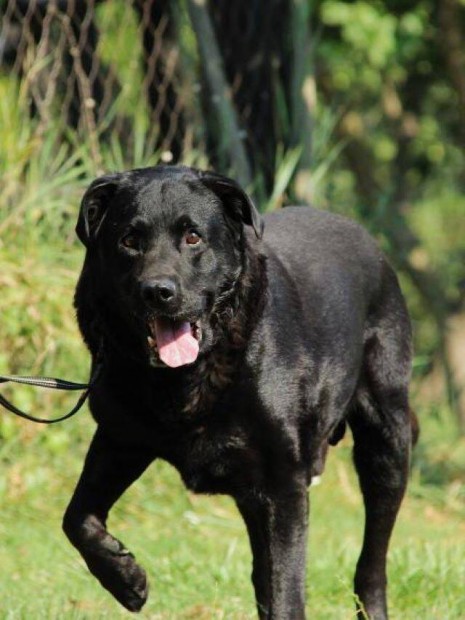 Labrador retriever jelleg Artur gazdt keres