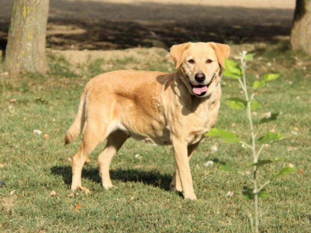 Labrador retriever jelleg Bella gazdt keres