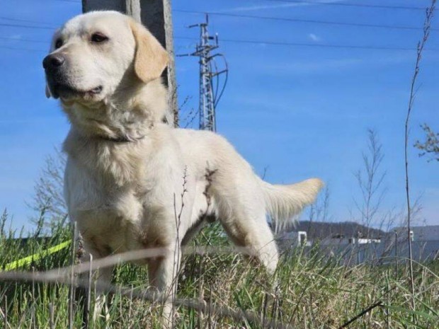 Labrador retriever jelleg Beni gazdt keres