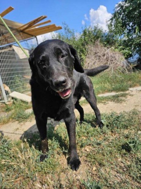 Labrador retriever jelleg Bogi gazdt keres