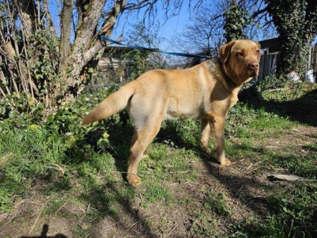Labrador retriever jelleg Bgre gazdt keres