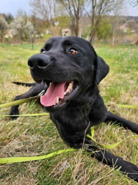 Labrador retriever jelleg Bolha gazdt keres