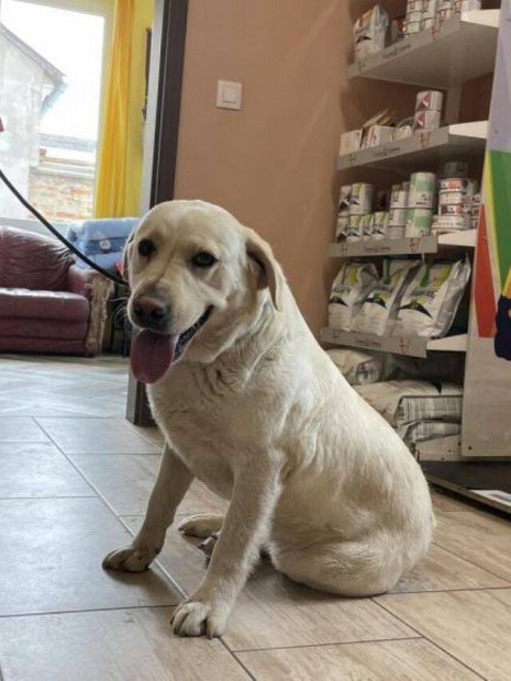Labrador retriever jelleg Bonnie gazdt keres
