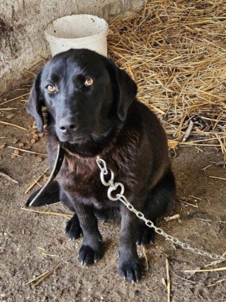 Labrador retriever jelleg Cora gazdt keres