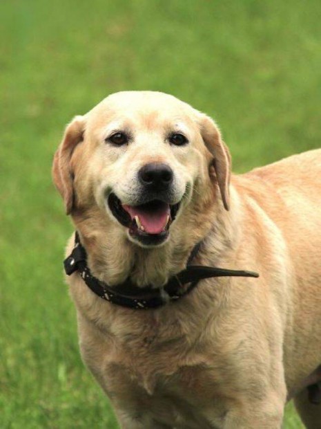 Labrador retriever jelleg Csini gazdt keres