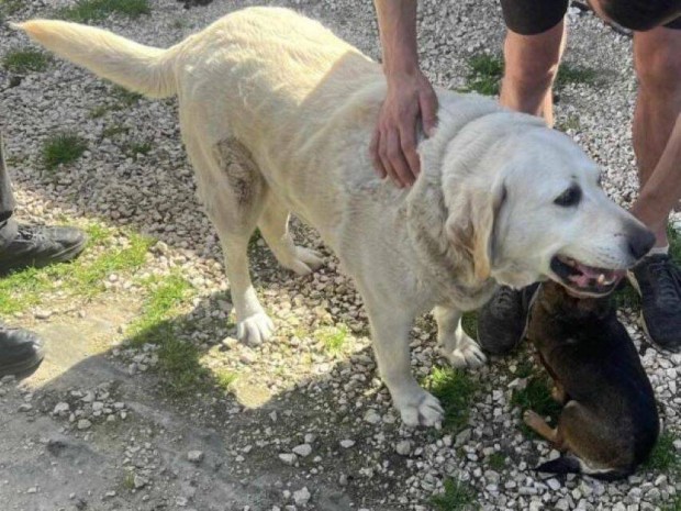 Labrador retriever jelleg Fka gazdt keres