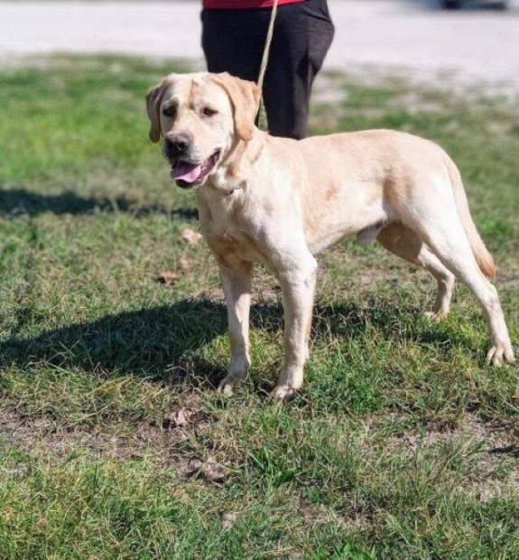 Labrador retriever jelleg Gofri gazdt keres