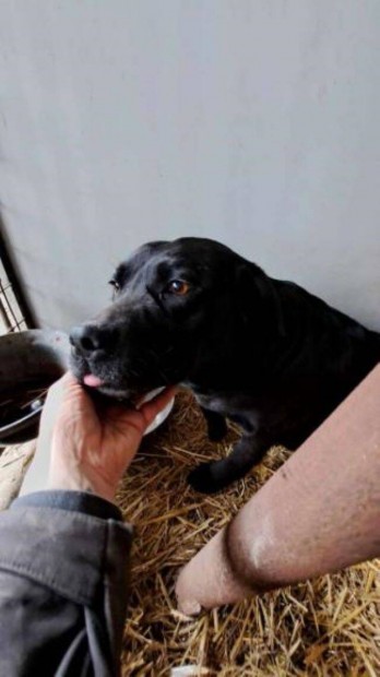 Labrador retriever jelleg Lola gazdt keres