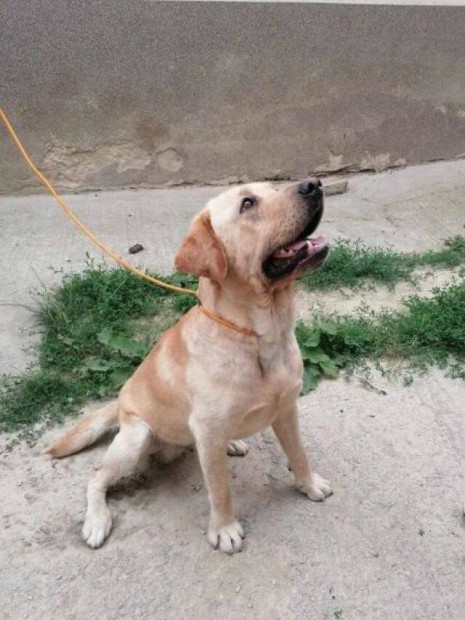 Labrador retriever jelleg Mzli gazdt keres