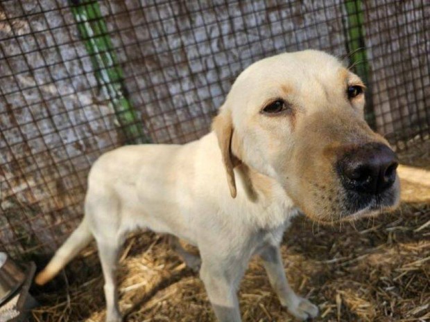Labrador retriever jelleg Morzsa gazdt keres