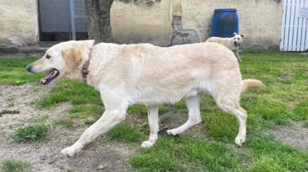 Labrador retriever jelleg Peti gazdt keres