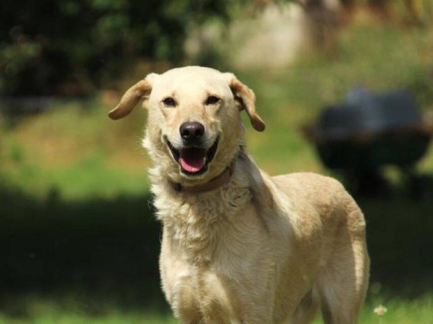 Labrador retriever jelleg Peti gazdt keres