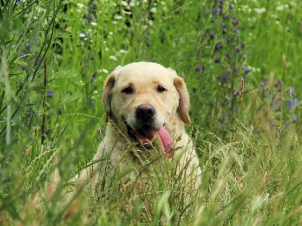 Labrador retriever jelleg Teddy gazdt keres