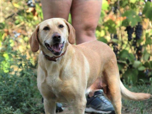 Labrador retriever jelleg Zsemi gazdt keres