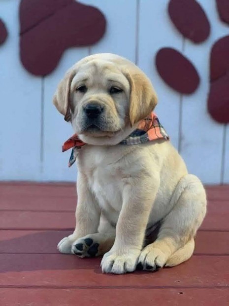 Labrador retriever jelleg kiskutyk ingyen