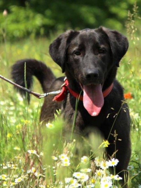 Labrador retriever keverék Logan gazdát keres