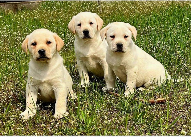 Labrador retriever kiskutyk eladk