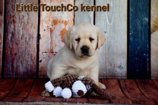 Labrador retriever kölyök kiskutyák