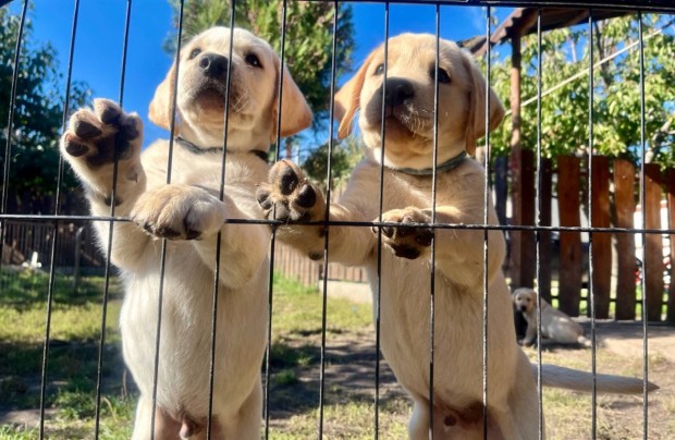 Labrador robosztus felpts kiskutyk