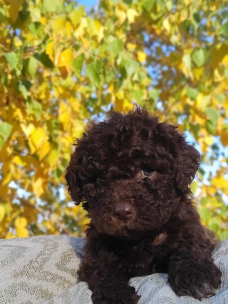 Lagotto kiskutyk eladk 