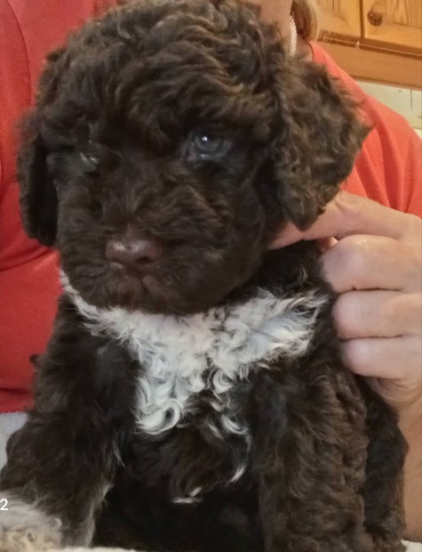 Lagotto romagnolo kiskutyk eladk 