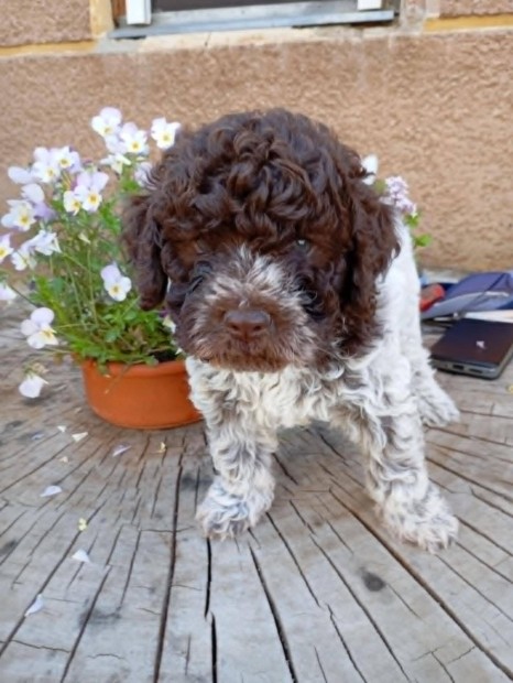 Lagotto romagnolo kölykök