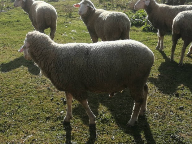 Landschaf merino kos birka