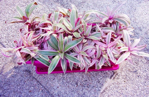 L�ndzsalev�l M�zes b�lcs�je �jpest k�zpont k�zel�ben