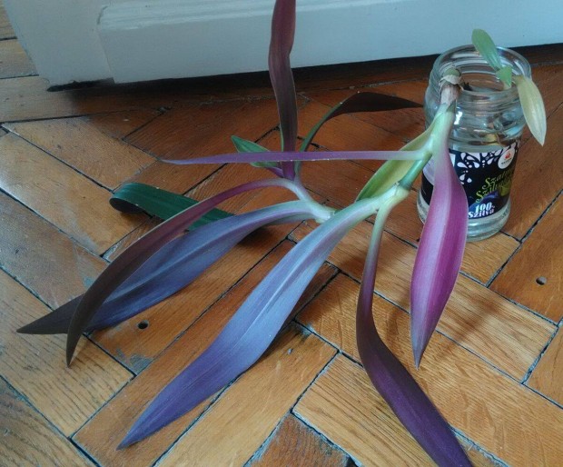 L�ndzsalev�l Tradescantia spathacea szoban�v�ny