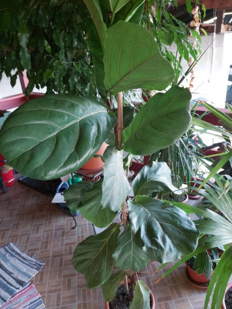 Lantlevel fikusz (ficus lyrata)