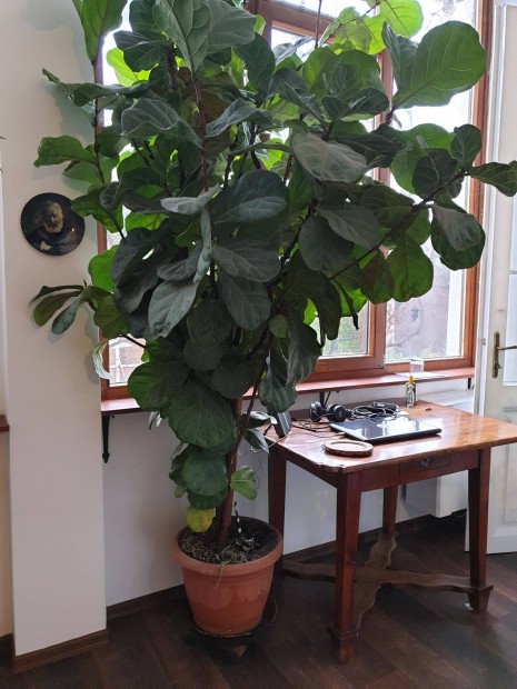 Lantlevel fikusz nvny ficus lyrata 3,5 m