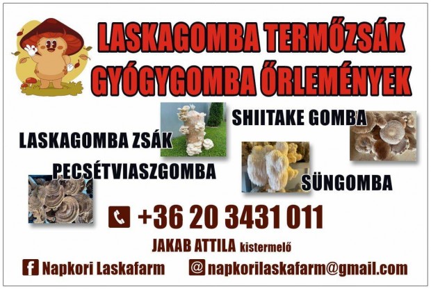 Laskagomba termőzsák, gombazsák