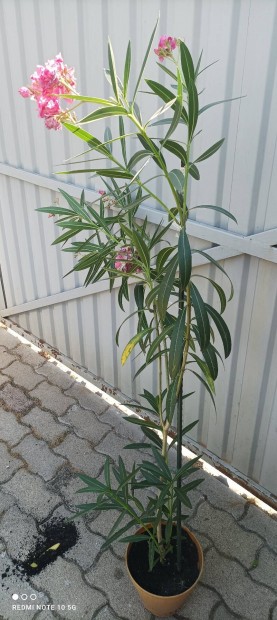 Leander csemeték eladók!