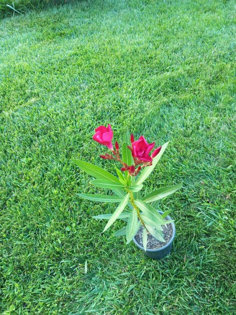 Leander dupla barackvir�g sz�n