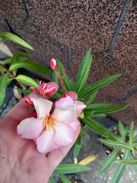 Leander dupla barackvir�g sz�n