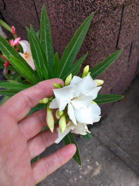 Leander dupla szirm� feh�r vir�g