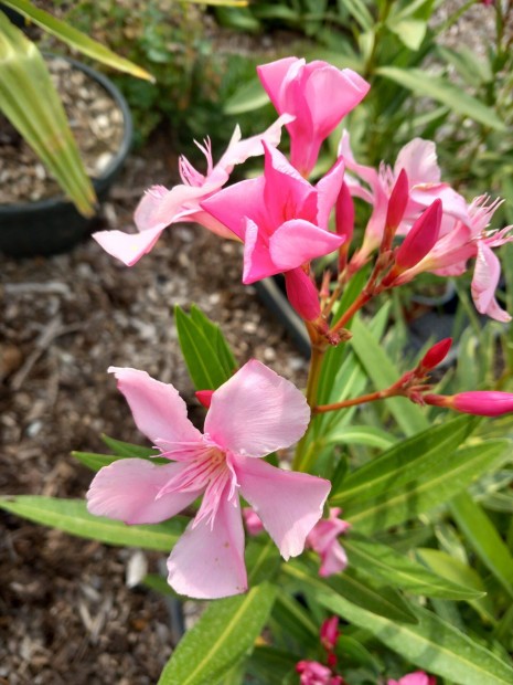 Leander k�l�nleges r�zsasz�n szimpla vir�g