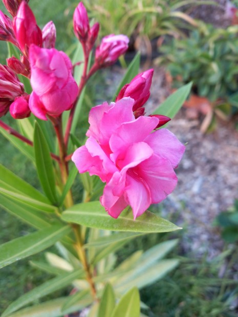 Leander tripla telt r�zsasz�n vir�g