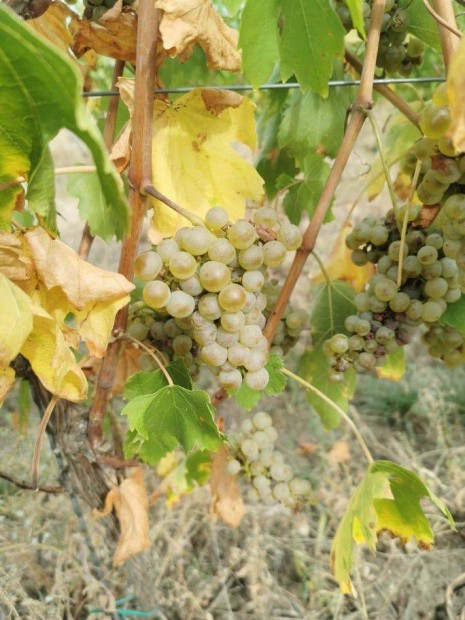 Leányka borszőlő kis és nagy mennyiségben eladó az egri borvidékről