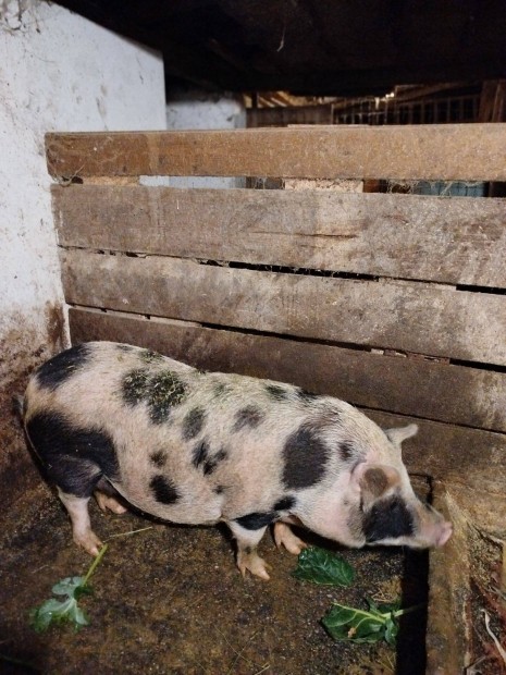 Lefoglalva Mangalica pietrain keverk