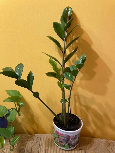 Legnyplma (Zamioculcas), zmia