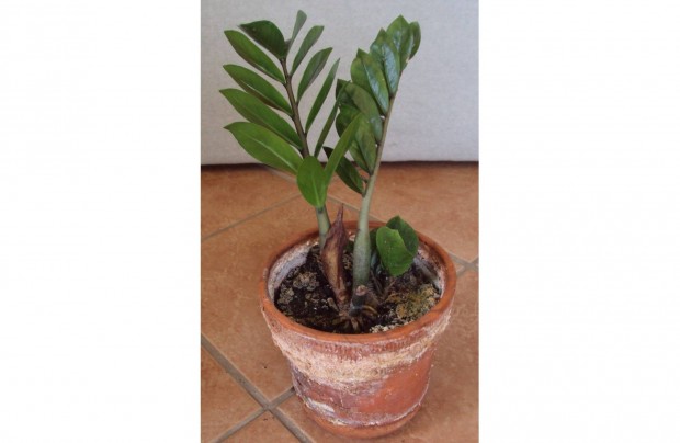 Legnyplma - Zamioculcas Zamiifolia