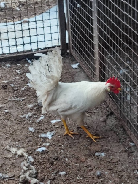 Leghorm kakasok!