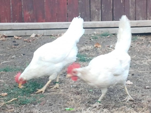 Leghorn 1 kakas 4 tyuk elad!