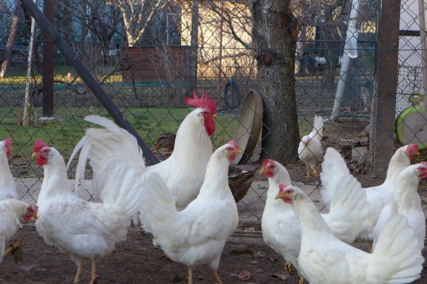 Leghorn csibe, csirke, naposcsibe eljegyezhet