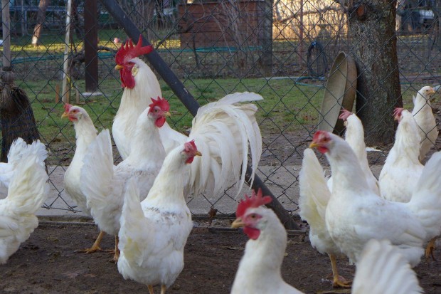 Leghorn csibe, naposcsibe, csirke