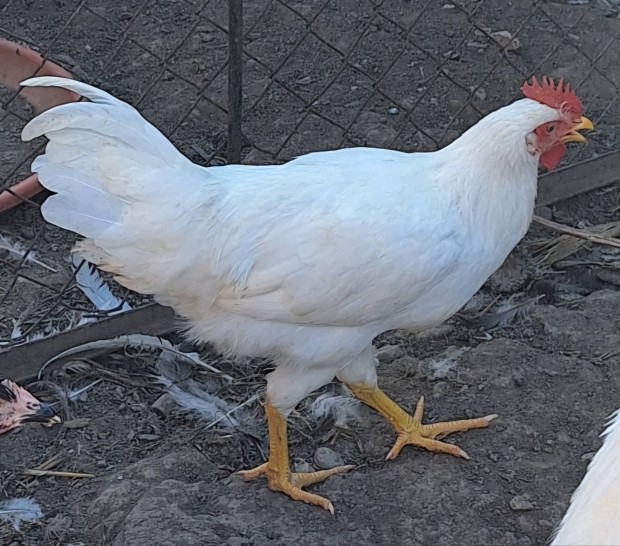 Leghorn kakas 