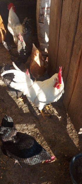 Leghorn kakas elad